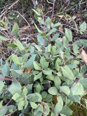 Arctostaphylos manzanita