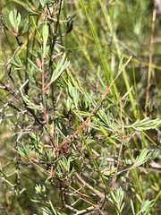 Darwinia biflora