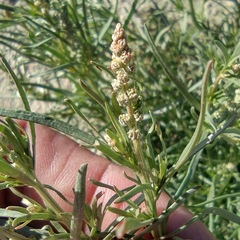 Oligomeris linifolia