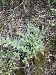 Arctostaphylos manzanita