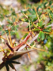 Berberis empetrifolia