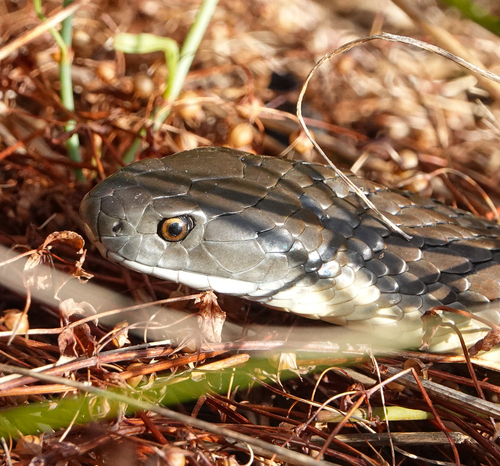 Tiger Snake sighting