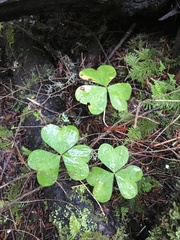 Oxalis oregana
