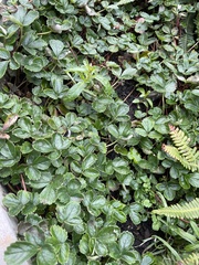 Fragaria