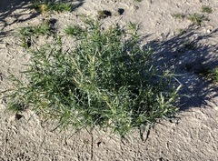 Oligomeris linifolia