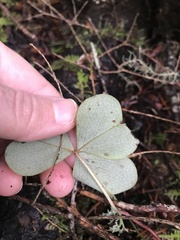 Oxalis oregana