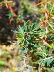 Berberis empetrifolia