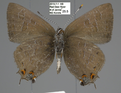 Satyrium liparops