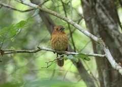 Malacoptila panamensis