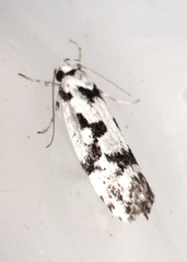 Lichenaula calligrapha