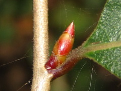 Lindera glauca