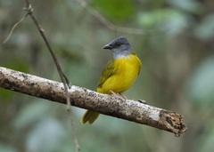 Eucometis penicillata