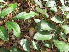 Lindera glauca