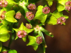 Angelica decursiva