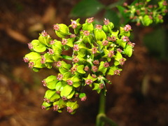 Angelica decursiva