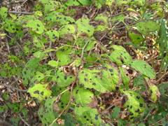 Symplocos sawafutagi