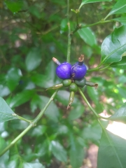 Psychotria suterella