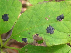 Symplocos sawafutagi