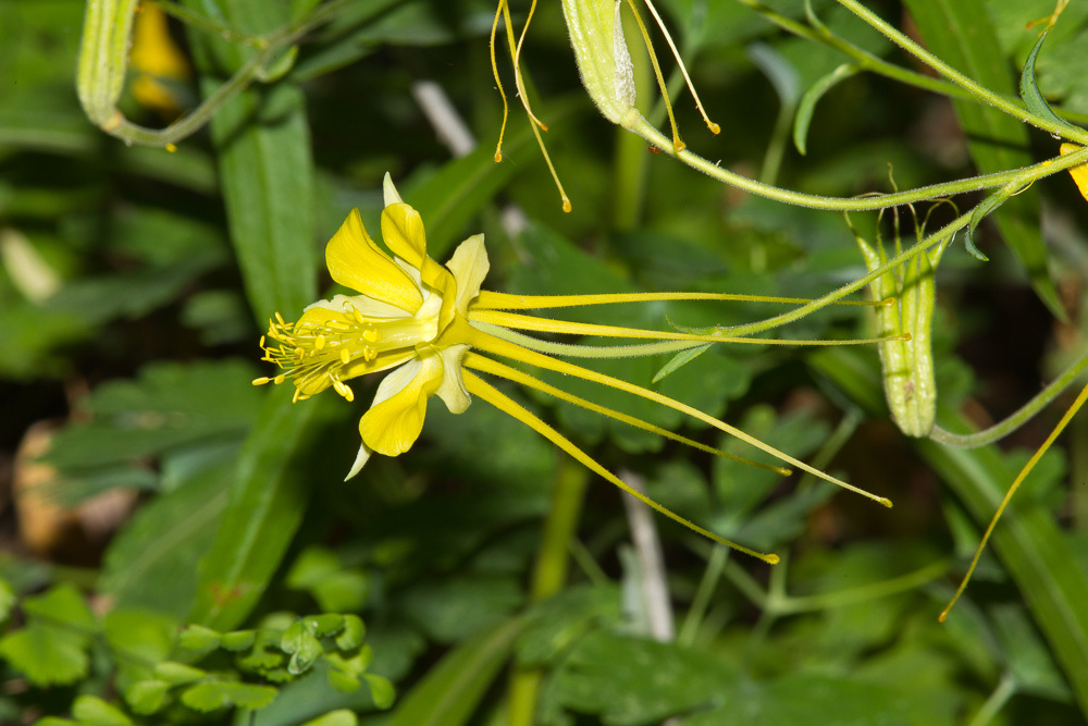 Aquilegia longissima