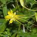 Longspur Columbine - Photo (c) Greg Lasley, some rights reserved (CC BY-NC), uploaded by Greg Lasley