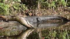 Crocodylus