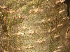 Symplocos sawafutagi