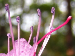 Rhododendron mucronulatum