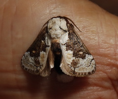 Mecytha fasciata