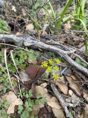 Tauschia kelloggii