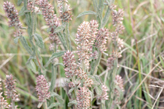 Pterocaulon redolens