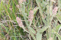 Pterocaulon redolens