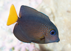 Ctenochaetus binotatus