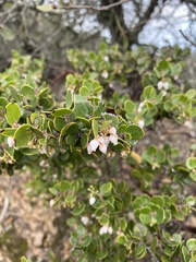Arctostaphylos sensitiva
