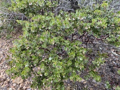 Arctostaphylos sensitiva