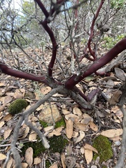 Arctostaphylos sensitiva