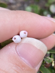 Arctostaphylos sensitiva