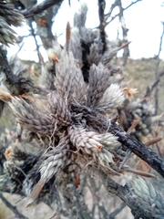 Tillandsia pedicellata