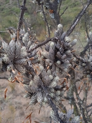 Tillandsia pedicellata