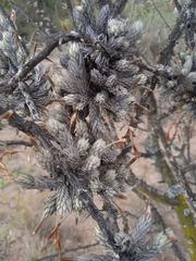 Tillandsia pedicellata