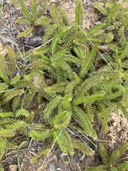 Acaena pinnatifida