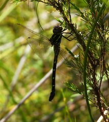 Austroaeschna pulchra
