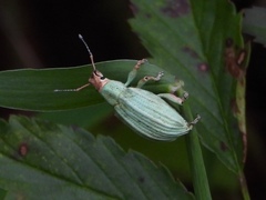 Compsus auricephalus