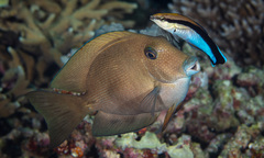 Ctenochaetus cyanocheilus