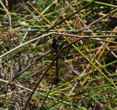 Austroaeschna pulchra