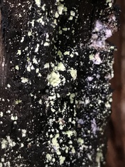 Chaenotheca furfuracea