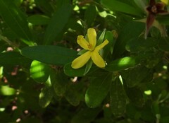 Hibbertia aspera