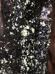 Chaenotheca furfuracea