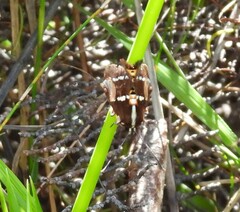 Hecatesia fenestrata