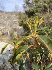 Mycosphaerella colorata