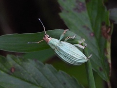 Compsus auricephalus